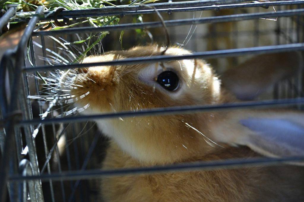 帕维亚卡尔特修道院Agriturismo Fiamberta住宿加早餐旅馆 外观 照片
